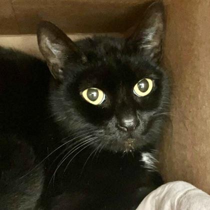 Enlarge Uni, a Adoptable mixed breed in Burlington, WA image 2/3