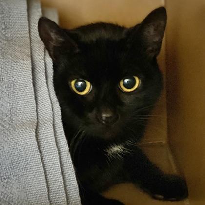 Enlarge Uni, a Adoptable mixed breed in Burlington, WA image 1/1