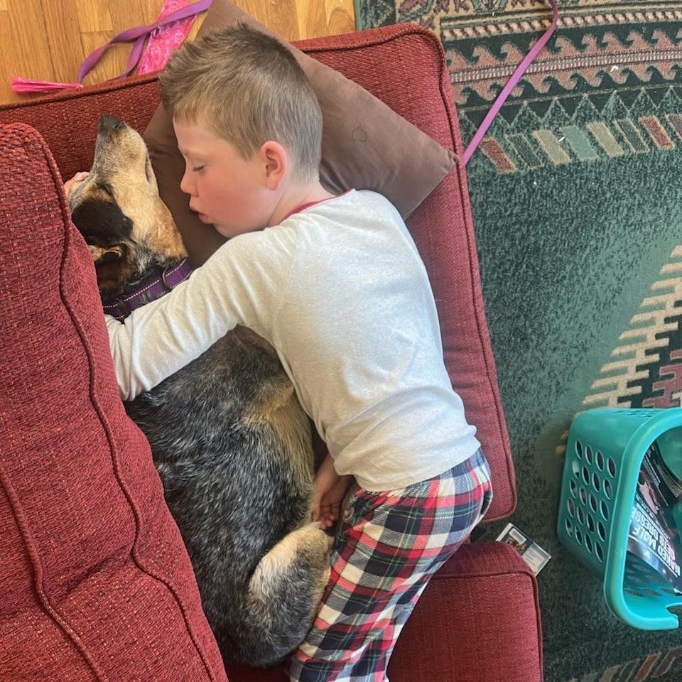 Kymber, Adoptable, Senior Female Australian Cattle Dog / Blue Heeler.