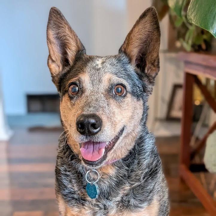 Enlarge Kymber, a Adoptable Australian Cattle Dog / Blue Heeler in Cheyenne, WY image 1/5