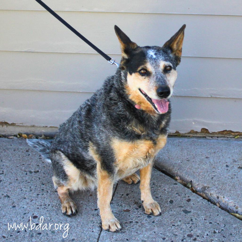 Kymber, a Adoptable Australian Cattle Dog / Blue Heeler in Cheyenne, WY image 1/3