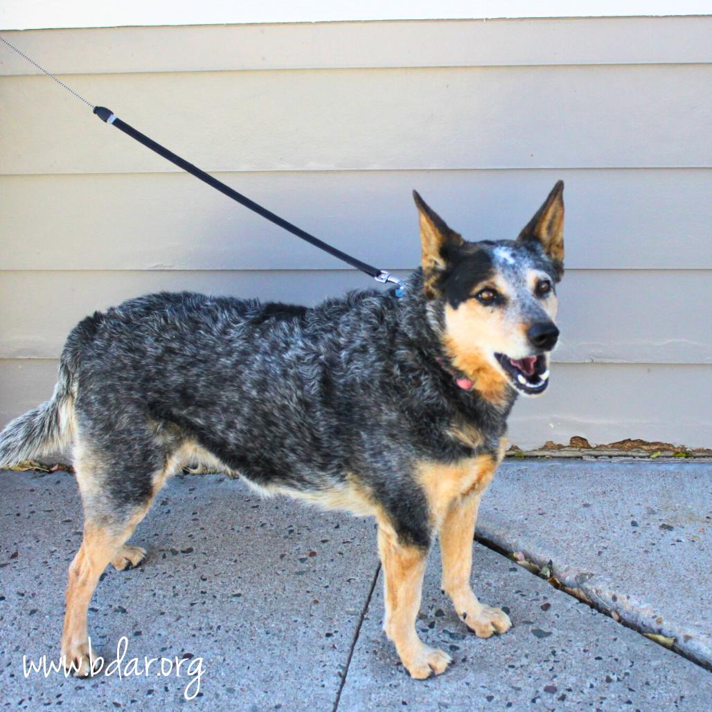Kymber, a Adoptable Australian Cattle Dog / Blue Heeler in Cheyenne, WY image 2/3