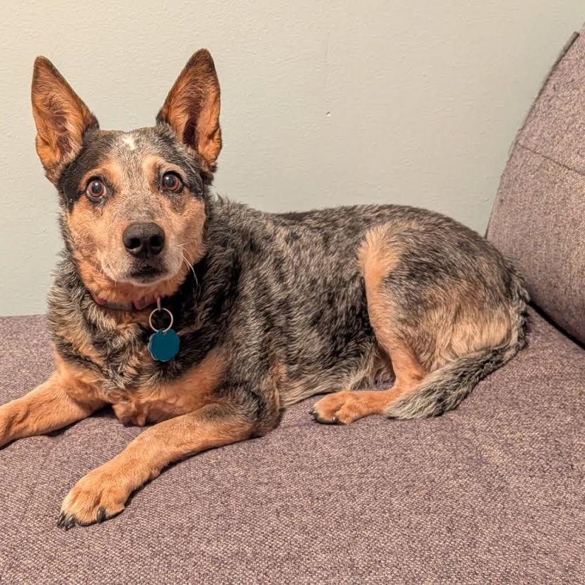 Enlarge Kymber, a Adoptable Australian Cattle Dog / Blue Heeler in Cheyenne, WY image 4/5