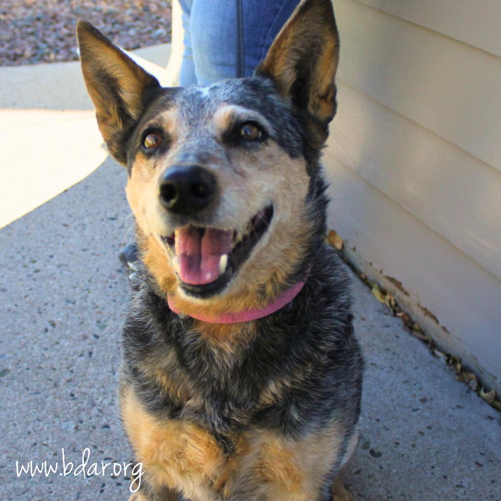 Kymber, a Adoptable Australian Cattle Dog / Blue Heeler in Cheyenne, WY image 3/3
