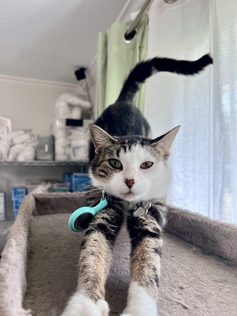 Cat for adoption Hanna, a Domestic Short Hair in Delta, BC Petfinder