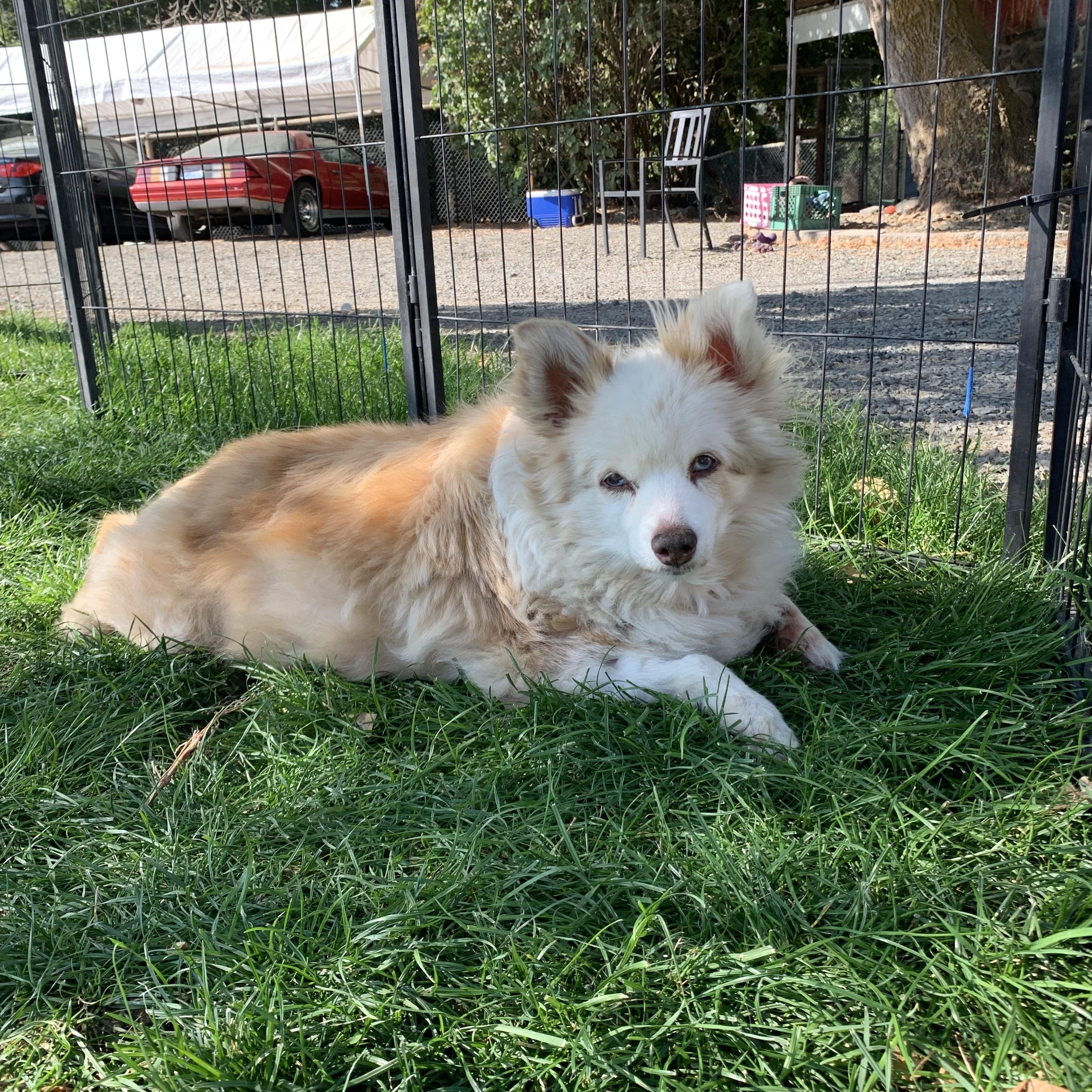 Enlarge Bonnie, a Adoptable mixed breed in Wenatchee, WA image 1/3