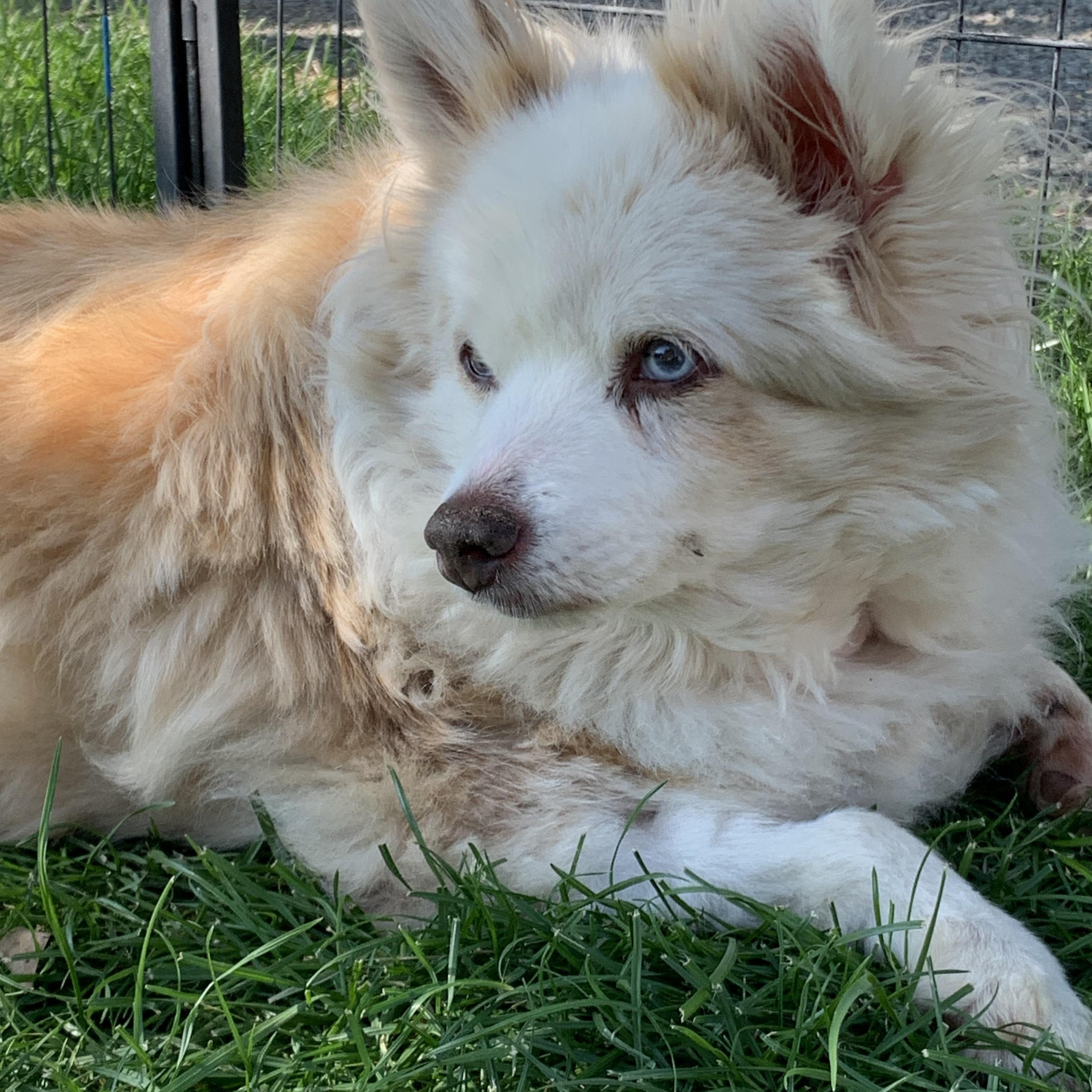 Enlarge Bonnie, a Adoptable mixed breed in Wenatchee, WA image 3/3