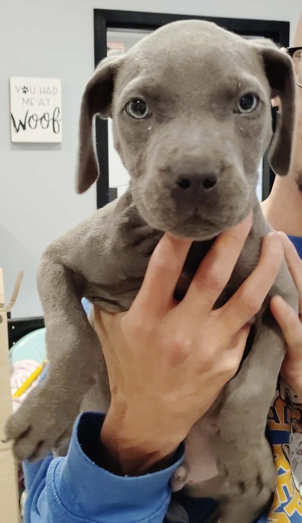 Enlarge Flick, a Adoptable mixed breed in Republic, MO image 1/1