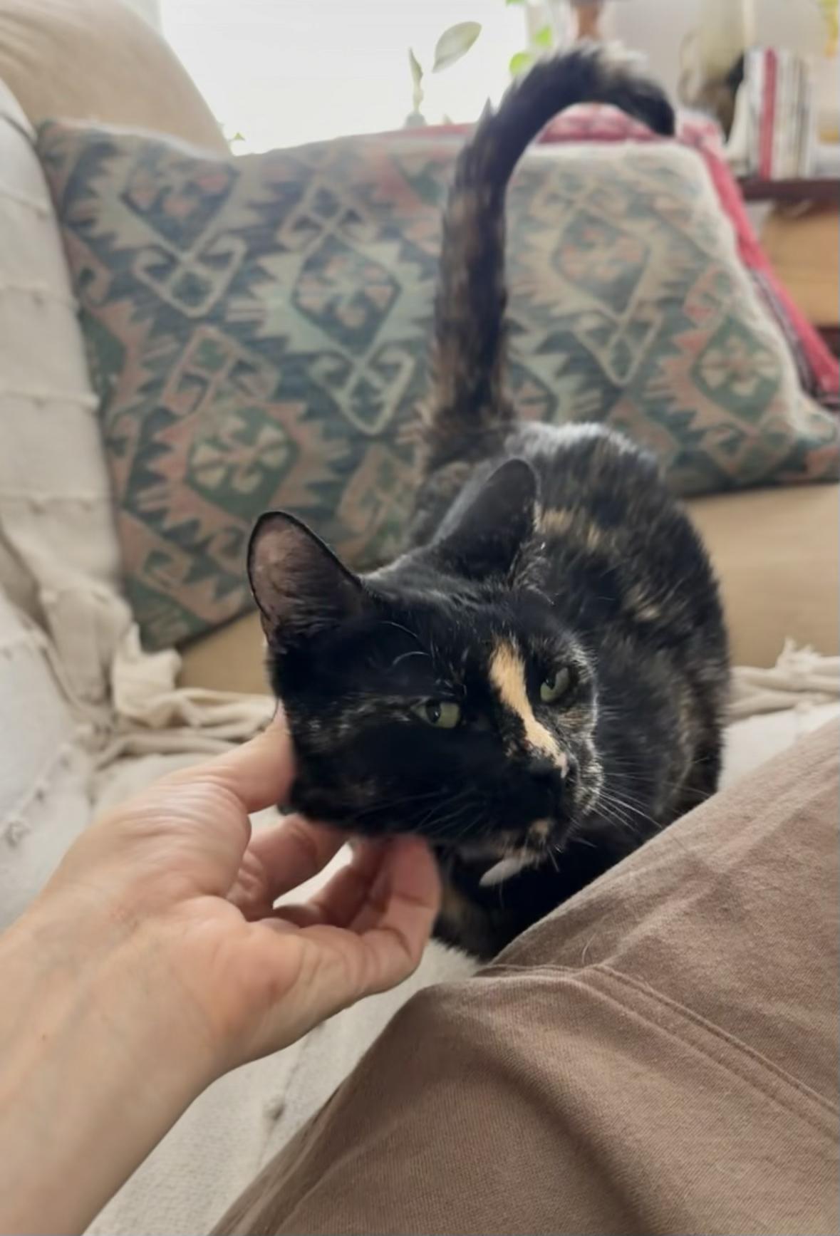 Millie, a Adoptable Domestic Short Hair in Denver, CO image 3/6