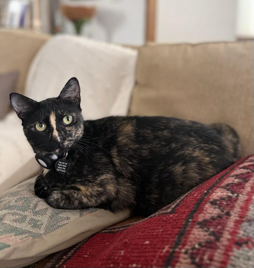 Millie, a Adoptable Domestic Short Hair in Denver, CO image 2/6