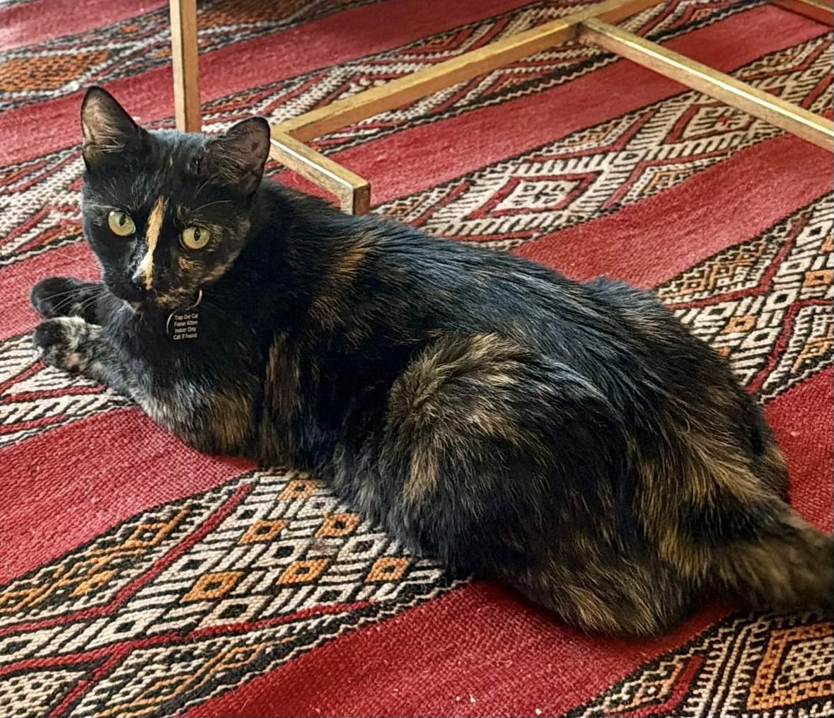 Millie, a Adoptable Domestic Short Hair in Denver, CO image 6/6