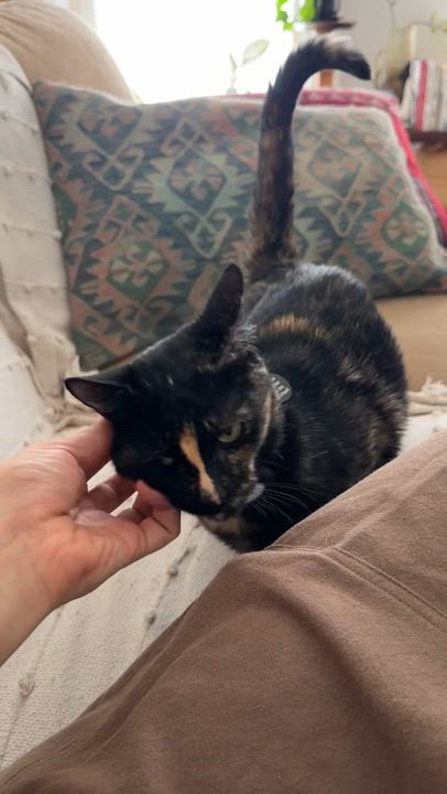 Enlarge Millie, a Adoptable Domestic Short Hair in Denver, CO video 5/6