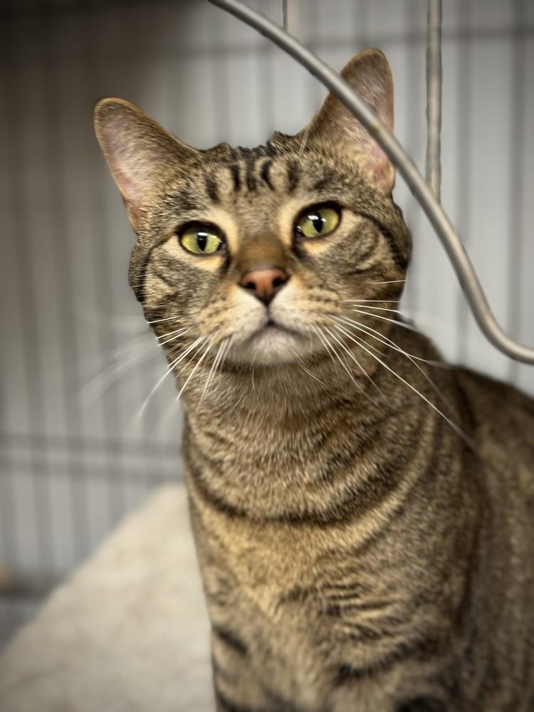 Pugsley, Adoptable, Young Male Domestic Short Hair.