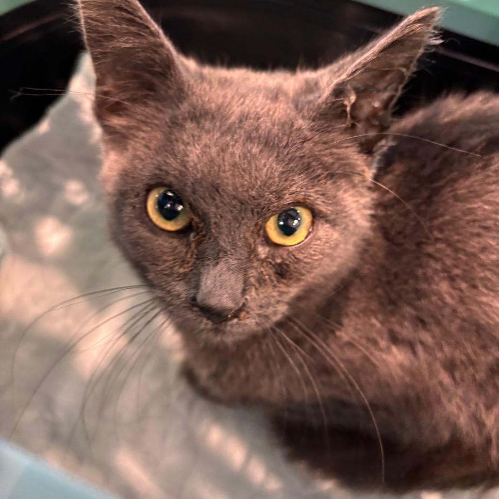 Enlarge Meow-Nopoly, a Adoptable Domestic Short Hair in Allentown, PA image 1/1