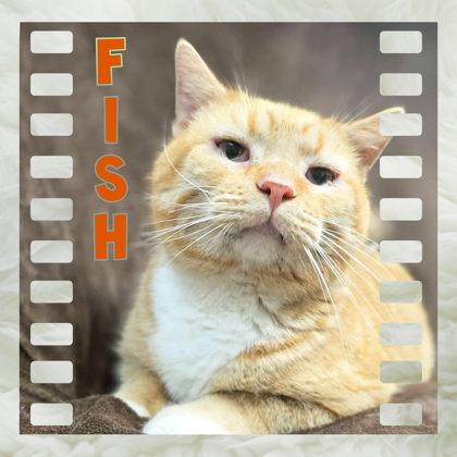 Enlarge Fish, a Adoptable Domestic Short Hair in Sullivan, IN image 1/3