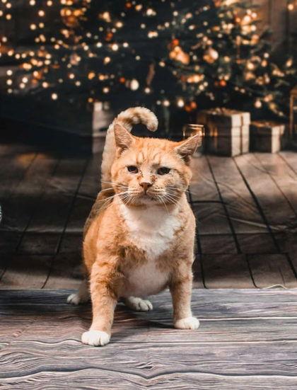 Enlarge Fish, a Adoptable Domestic Short Hair in Sullivan, IN image 1/3