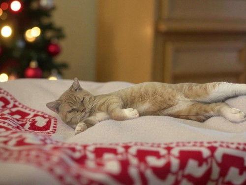 Enlarge Fish, a Adoptable Domestic Short Hair in Sullivan, IN image 2/3