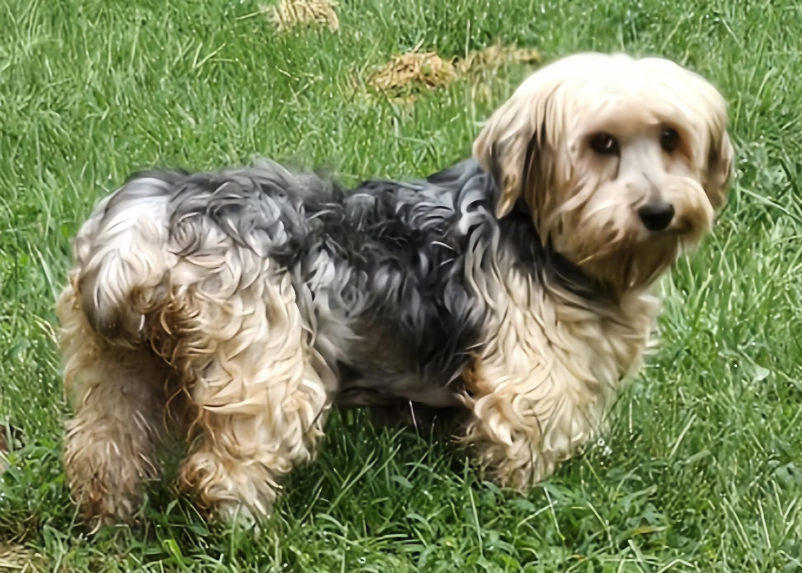 Enlarge Willow, a Adoptable mixed breed in Overland Park, KS image 2/3