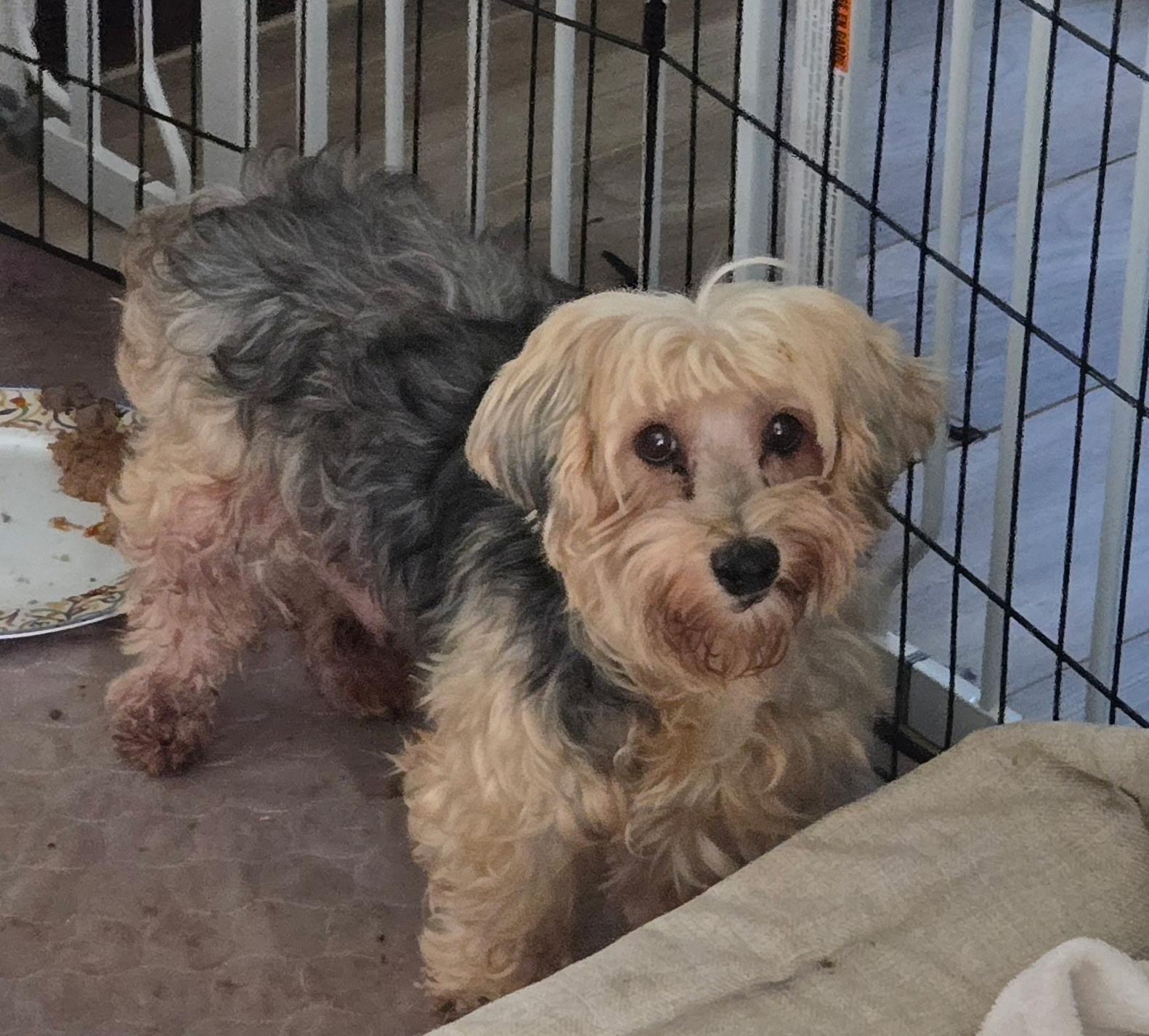 Willow, Adoptable, Adult Female Yorkshire Terrier & Maltese.