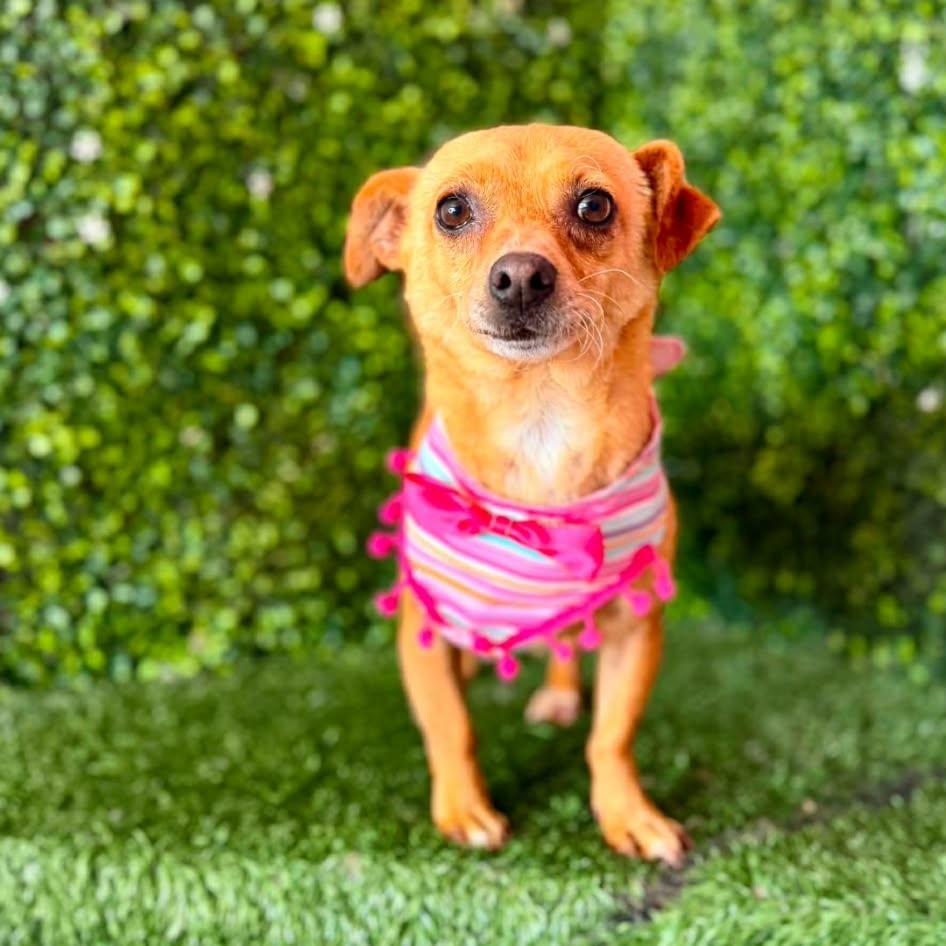 FELICIA, Adoptable, Young Female Chihuahua & Dachshund.