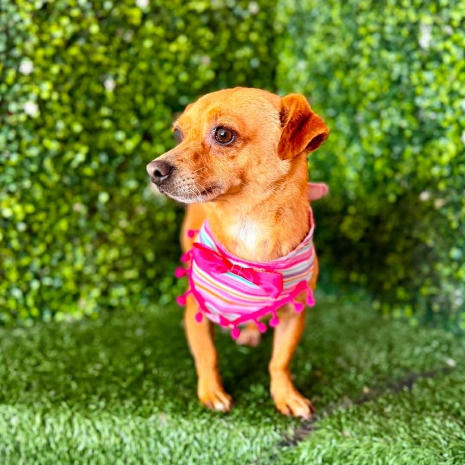 Enlarge FELICIA, a Adoptable mixed breed in Langley, BC image 6/6
