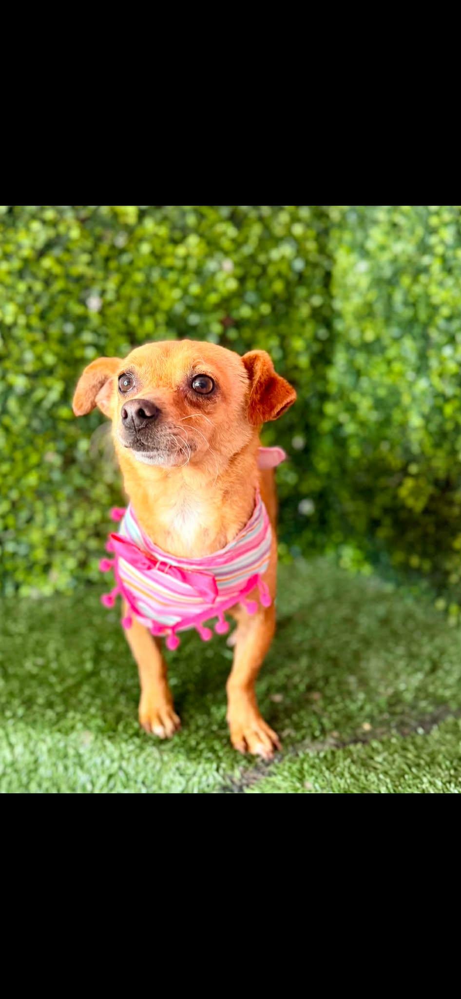 Enlarge FELICIA, a Adoptable mixed breed in Langley, BC image 5/6