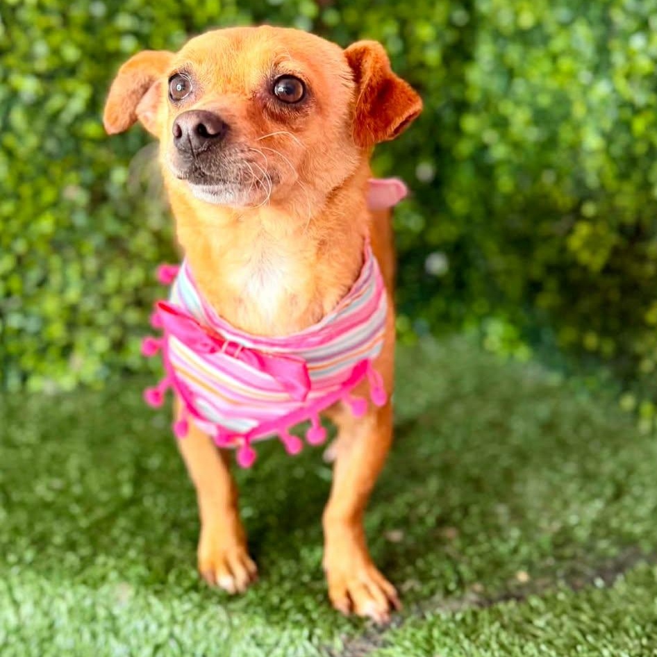 Enlarge FELICIA, a Adoptable mixed breed in Langley, BC image 2/6