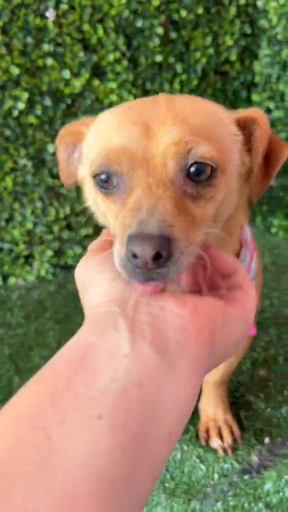 Enlarge FELICIA, a Adoptable mixed breed in Langley, BC video 3/6