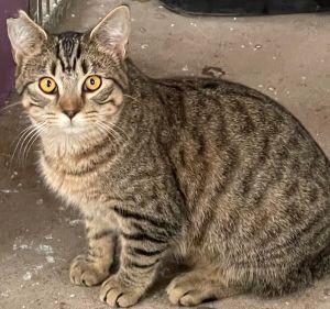 Enlarge Shirley, a Adoptable mixed breed in Savannah, MO image 1/1