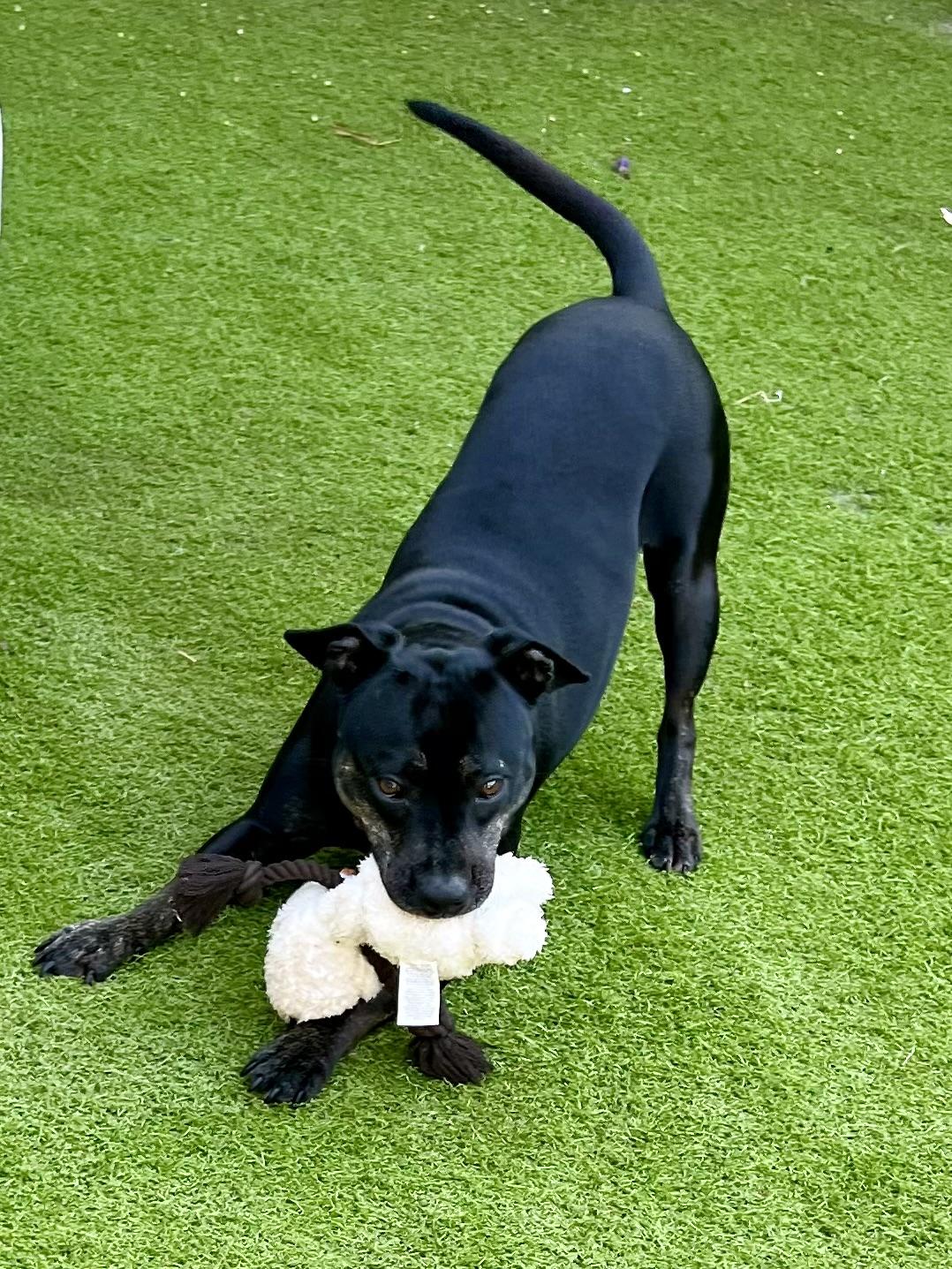 Dahlia, a Adoptable mixed breed in Fort Myers, FL image 2/5