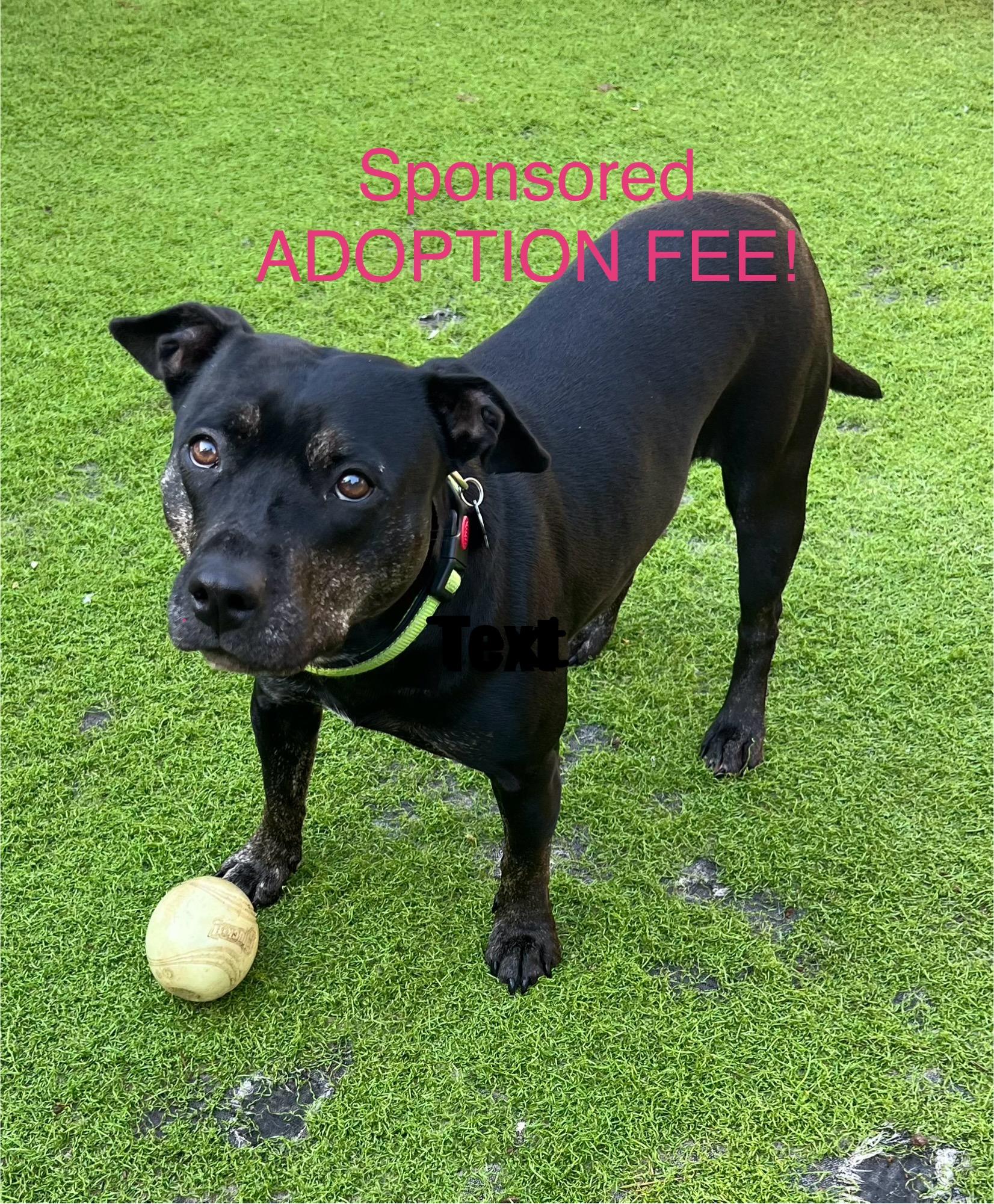 Dahlia, a Adoptable mixed breed in Fort Myers, FL image 1/5