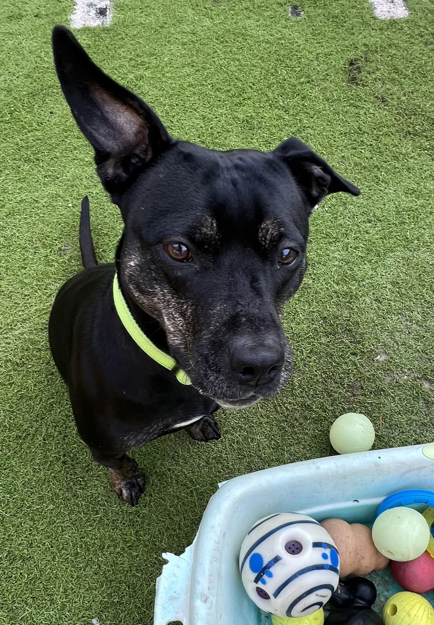 Dahlia, a Adoptable mixed breed in Fort Myers, FL image 3/5