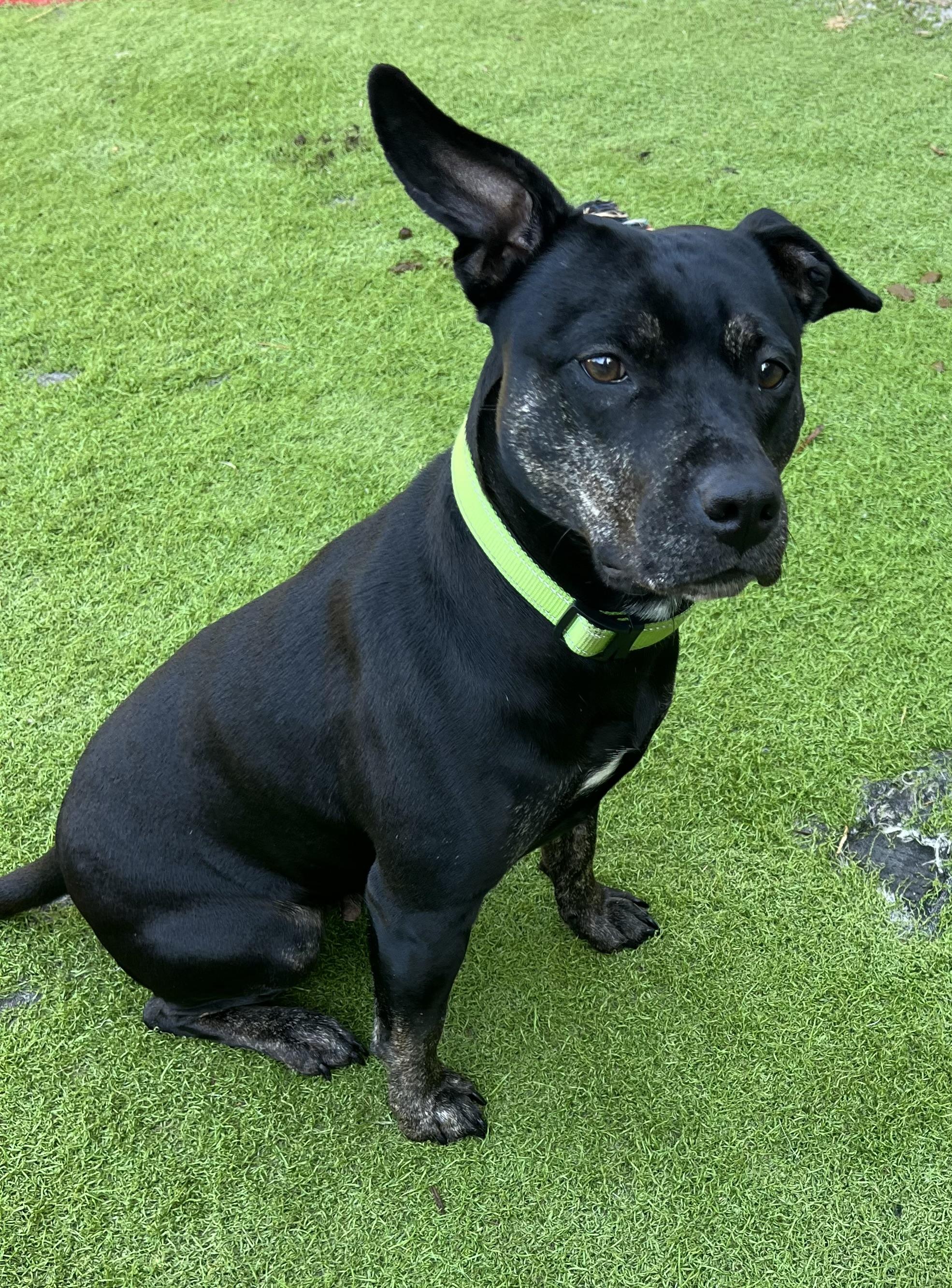 Dahlia, a Adoptable mixed breed in Fort Myers, FL image 4/5