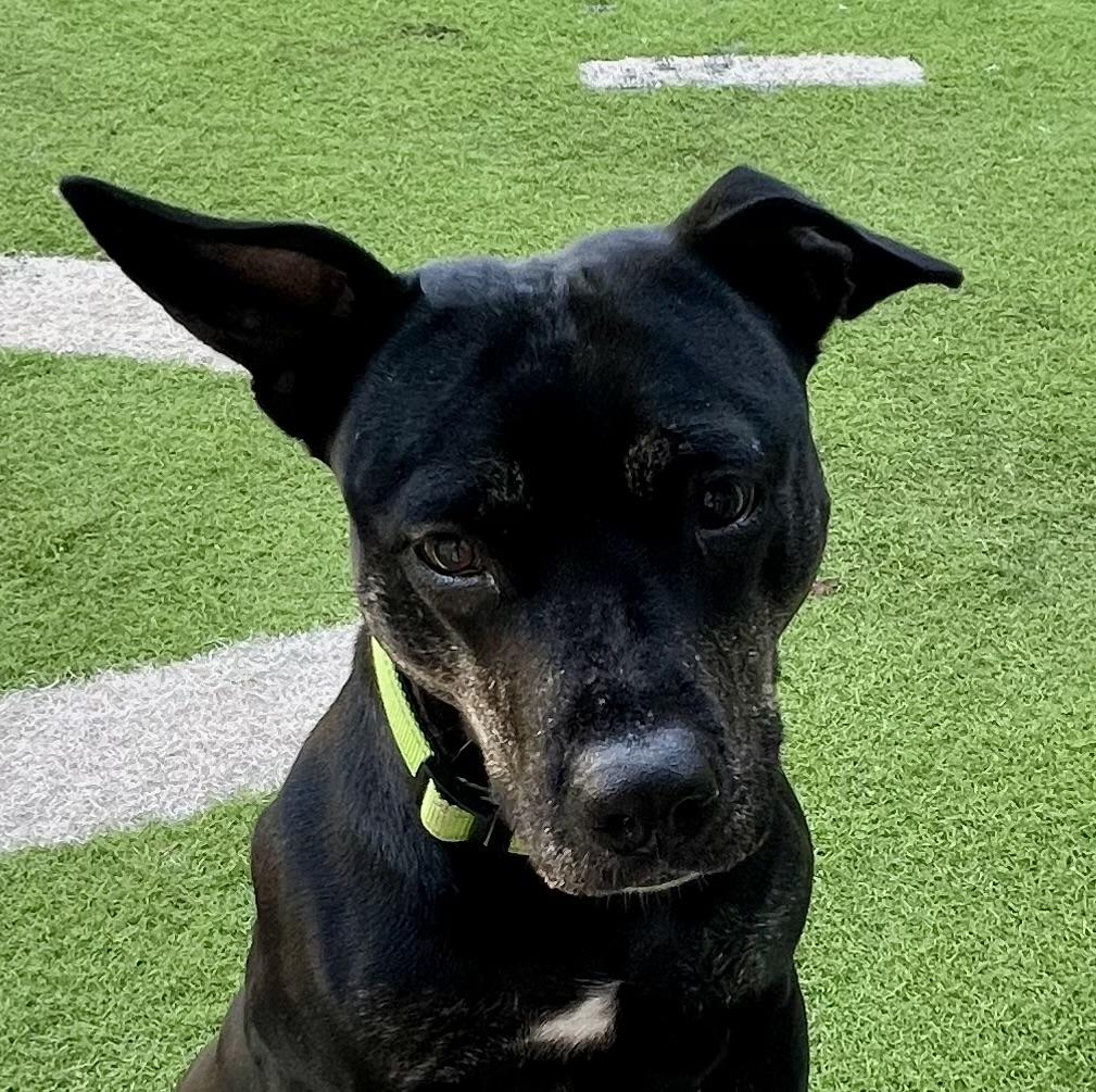 Dahlia, a Adoptable mixed breed in Fort Myers, FL image 5/5