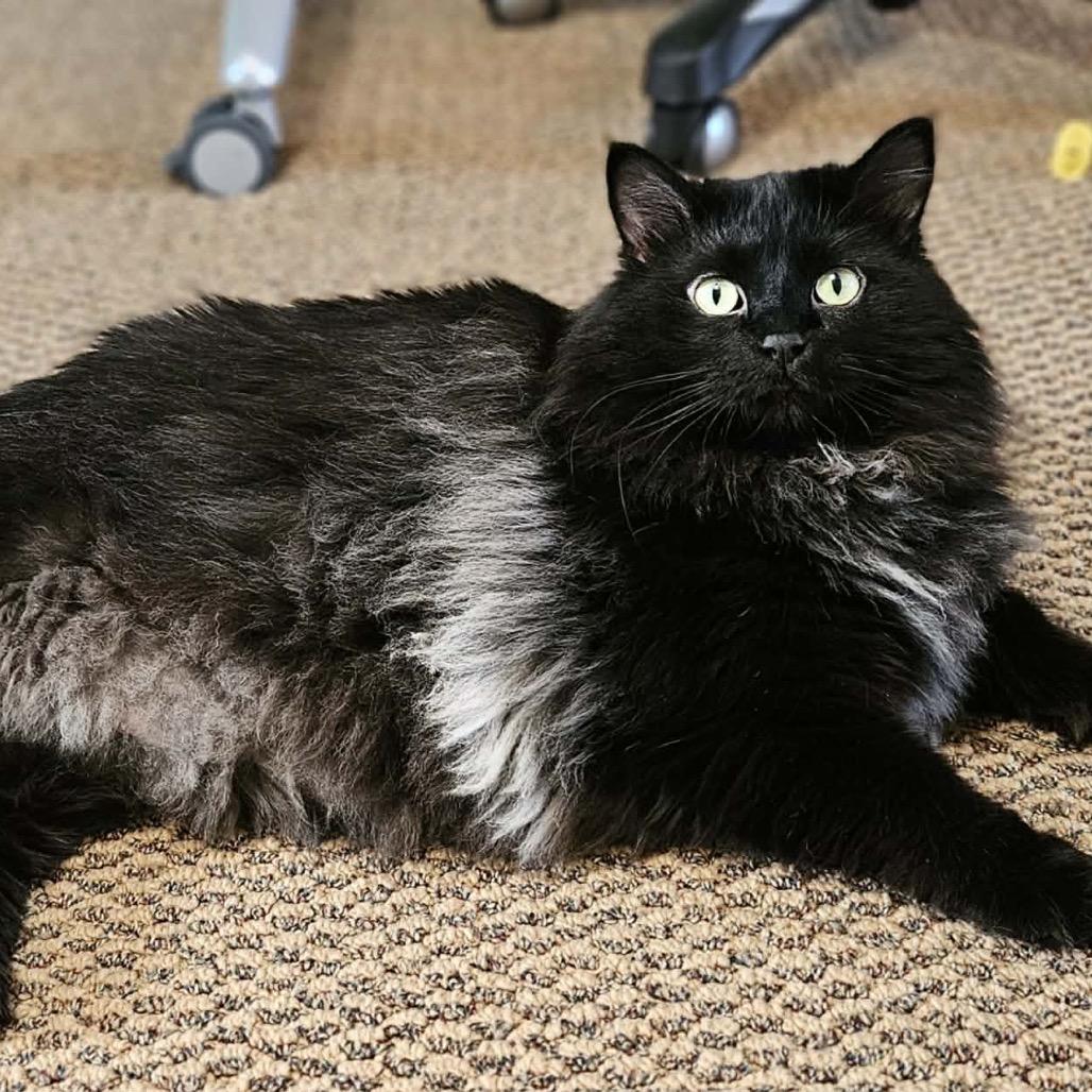 Betty FC, a Adoptable Domestic Long Hair in Union, MO image 1/3