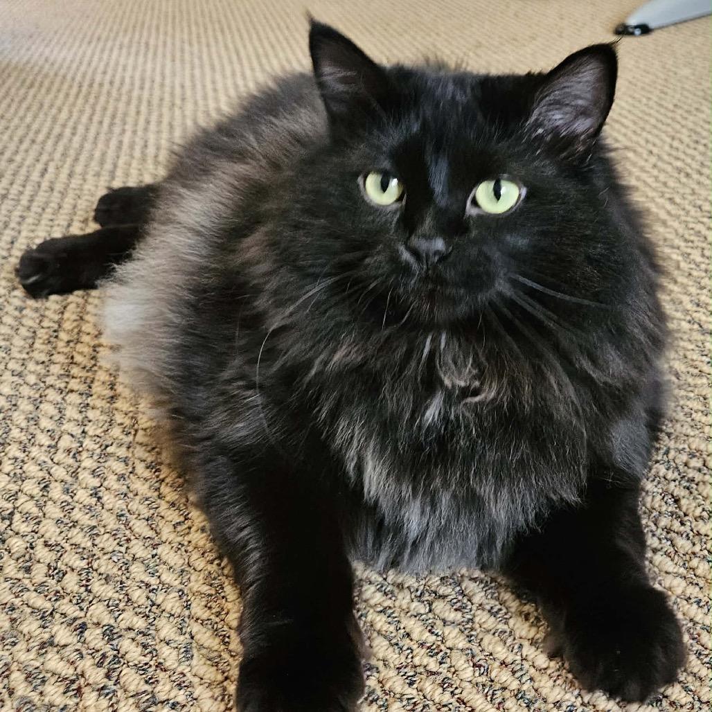 Betty FC, a Adoptable Domestic Long Hair in Union, MO image 2/3