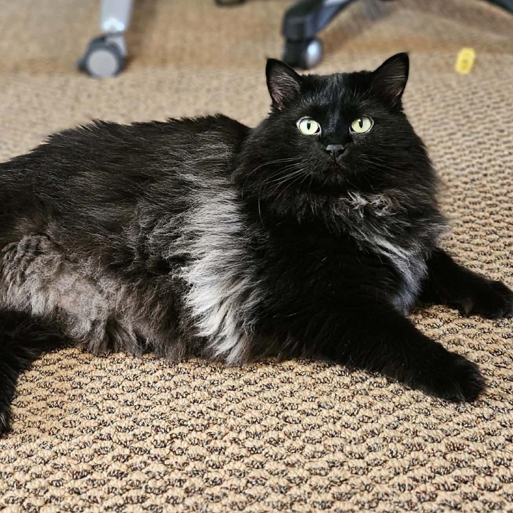 Betty FC, a Adoptable Domestic Long Hair in Union, MO image 3/3