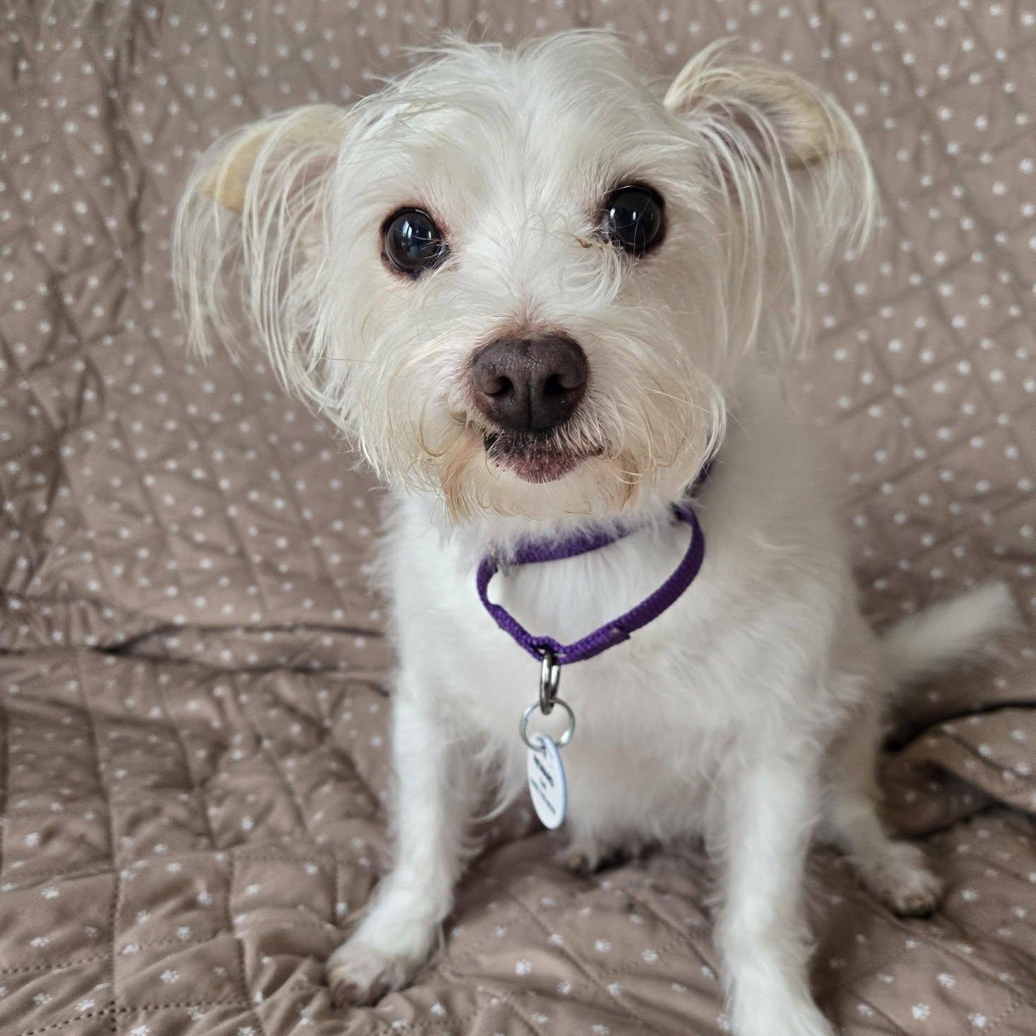 Missy, adopted, Adult Female Maltese & Yorkshire Terrier.