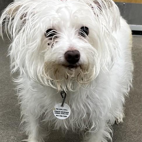 Enlarge Missy, an adopted mixed breed in Severn, MD image 5/5