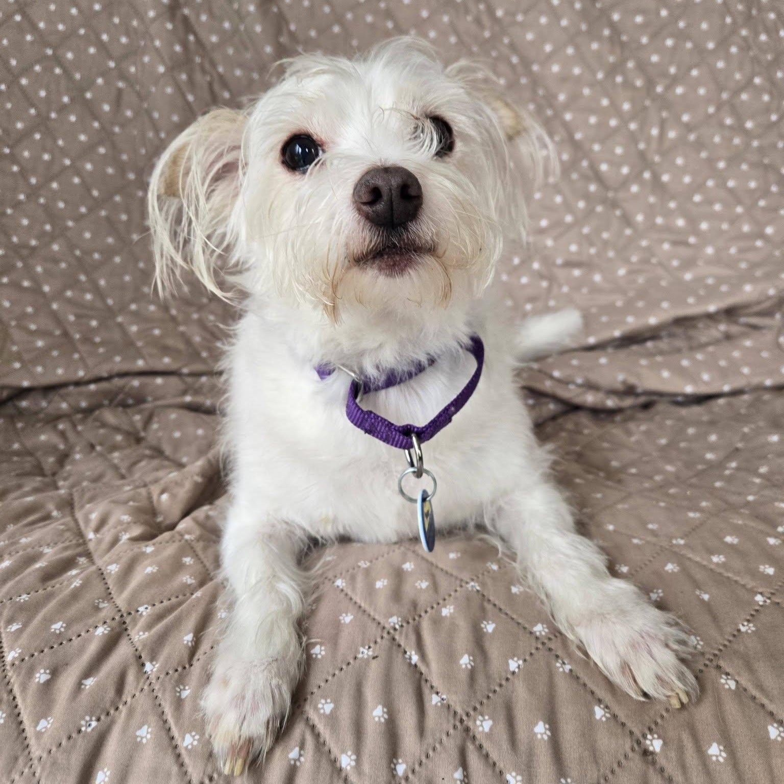 Enlarge Missy, an adopted mixed breed in Severn, MD image 2/5