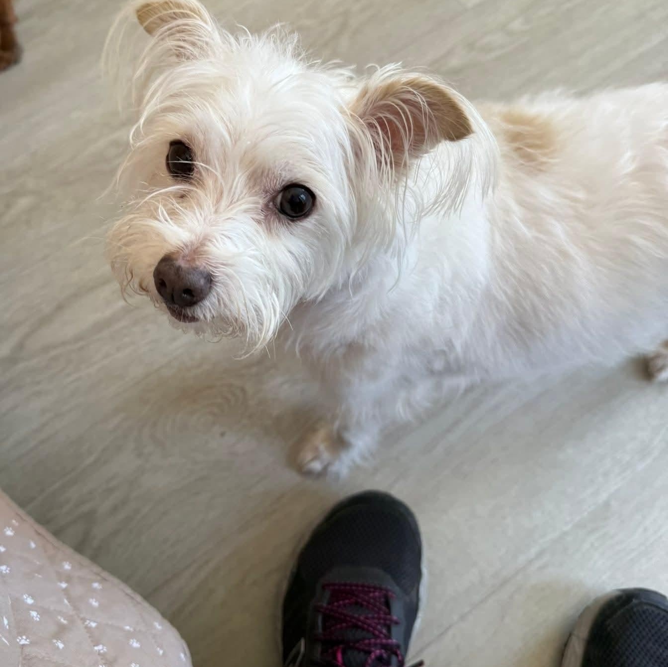 Enlarge Missy, an adopted mixed breed in Severn, MD image 4/5