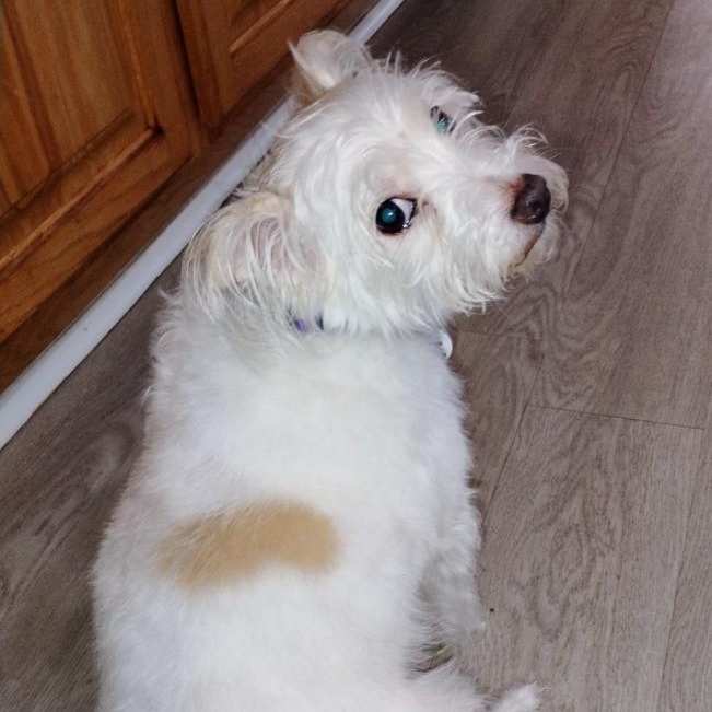 Enlarge Missy, an adopted mixed breed in Severn, MD image 3/5