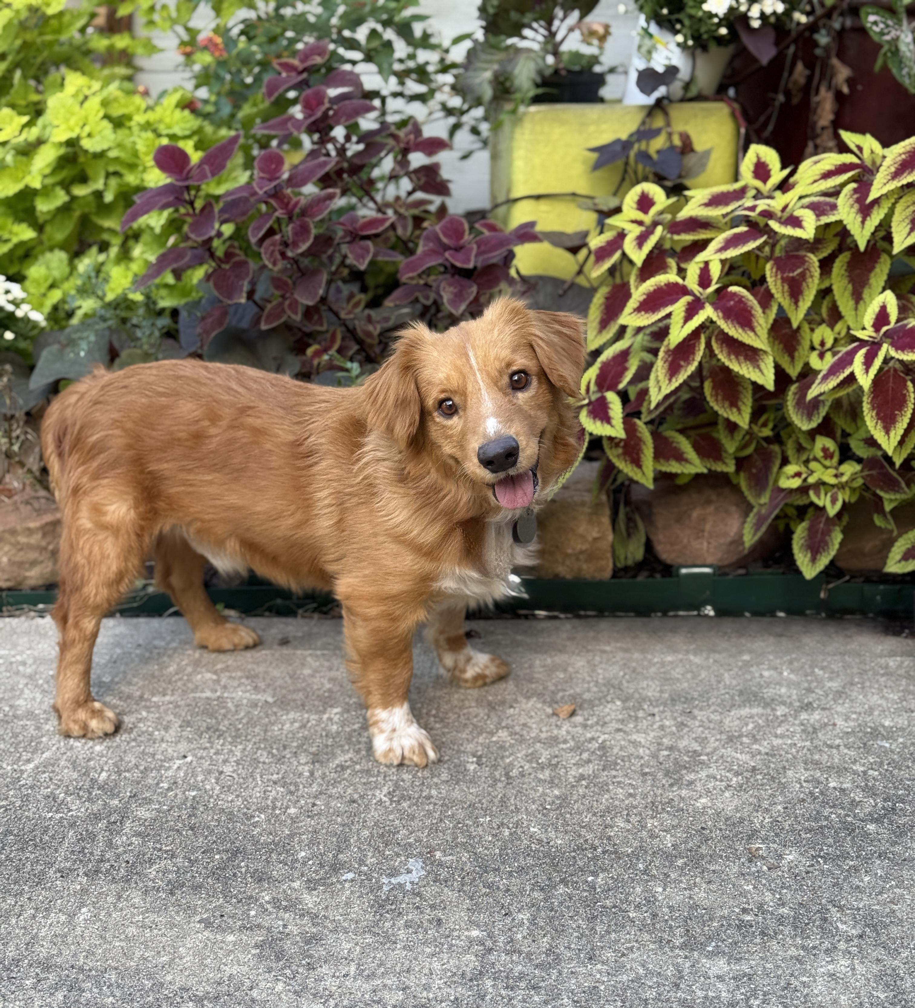 Enlarge Cosmo, an adopted mixed breed in Houston, TX image 2/3