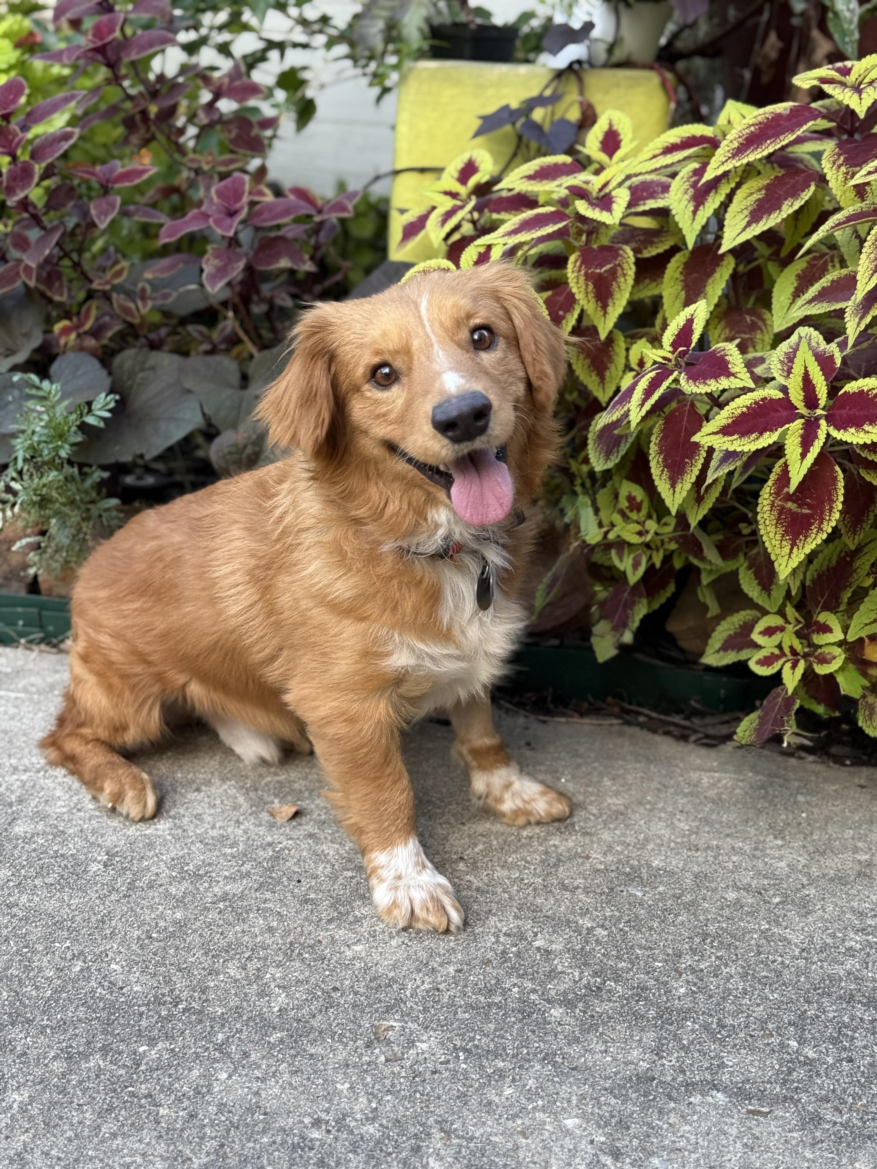 Enlarge Cosmo, an adopted mixed breed in Houston, TX image 1/3