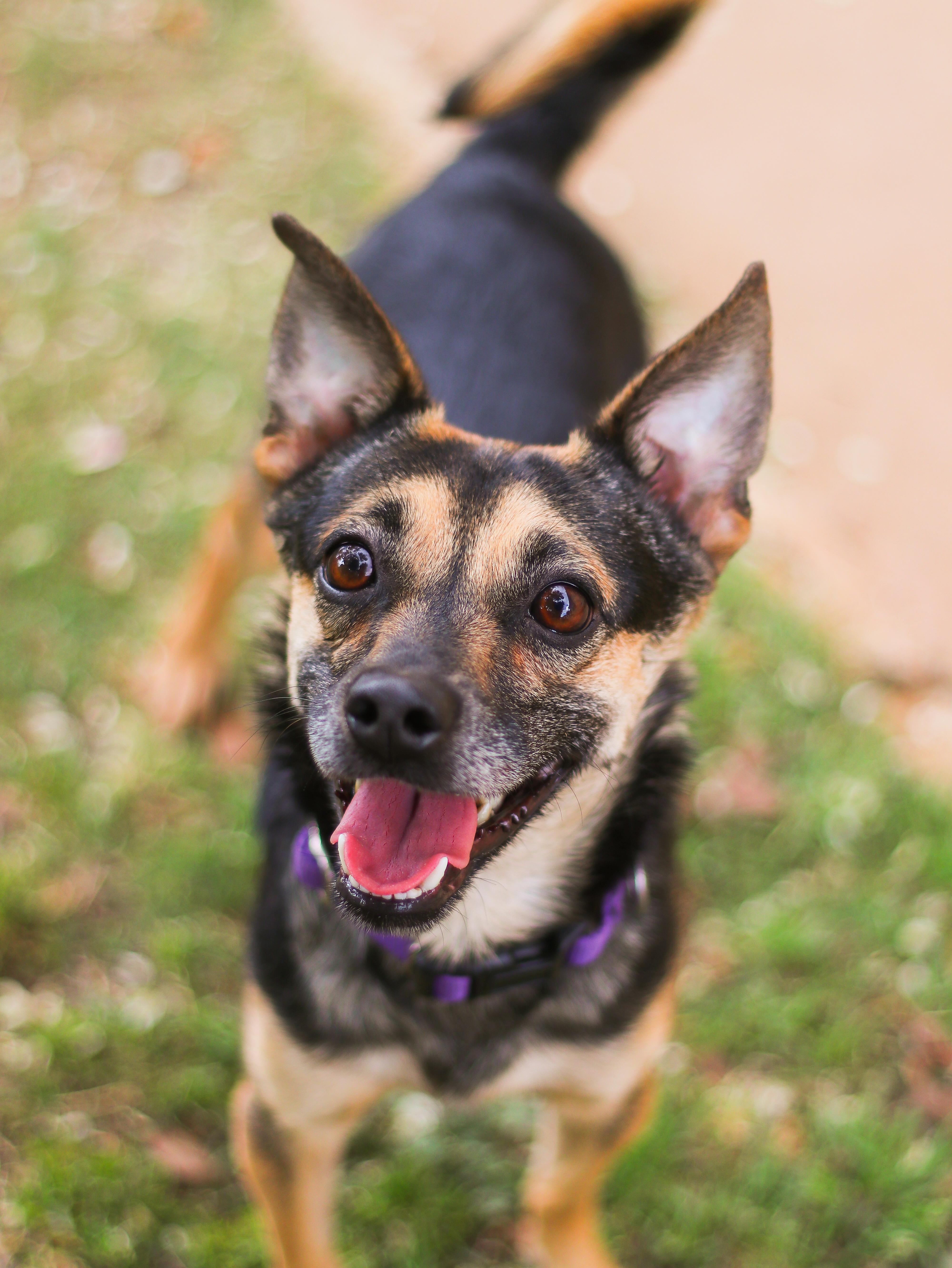 Enlarge Sesame, a ADOPTABLE mixed breed in Temecula, CA image 1/5