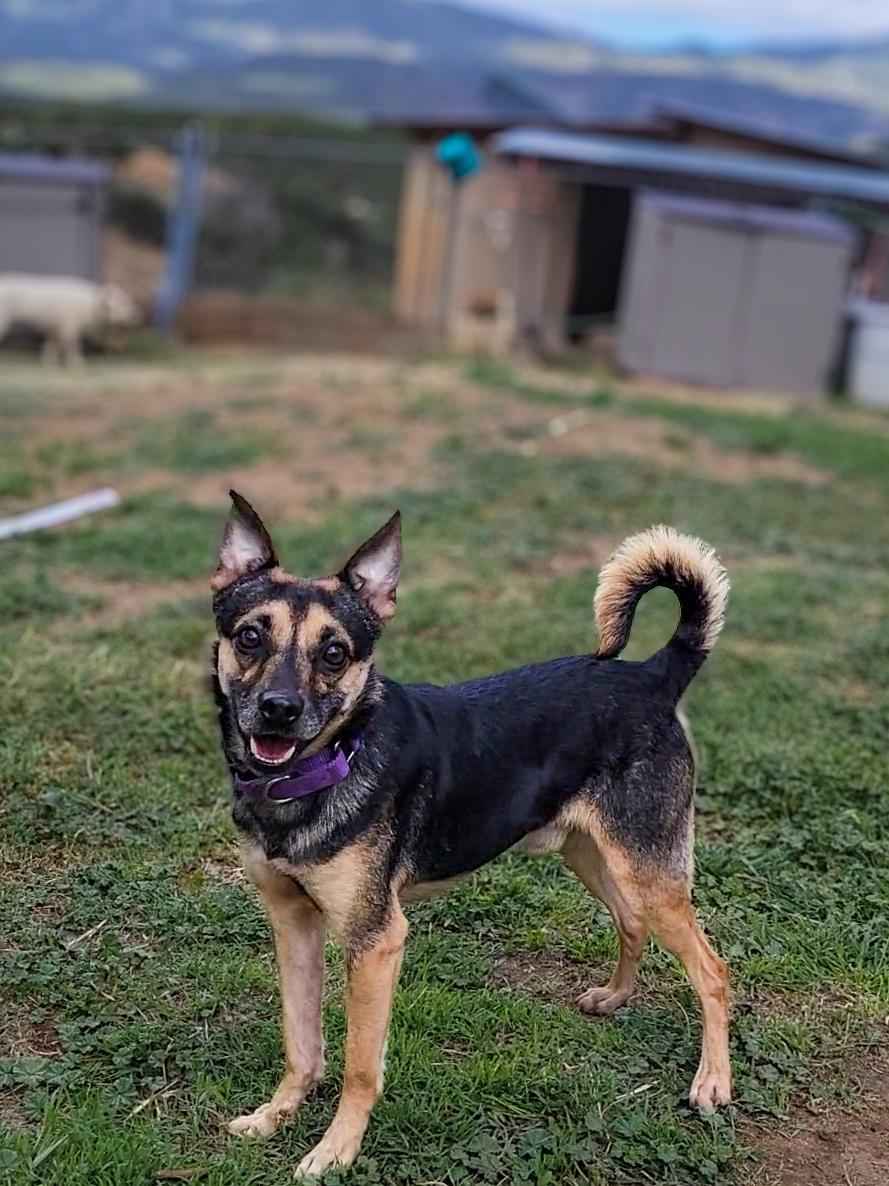 Enlarge Sesame, a ADOPTABLE mixed breed in Temecula, CA image 4/5