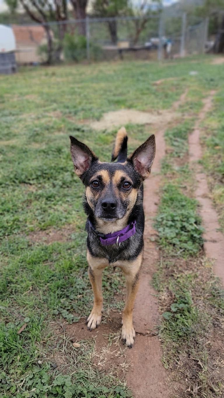 Enlarge Sesame, a ADOPTABLE mixed breed in Temecula, CA image 3/5