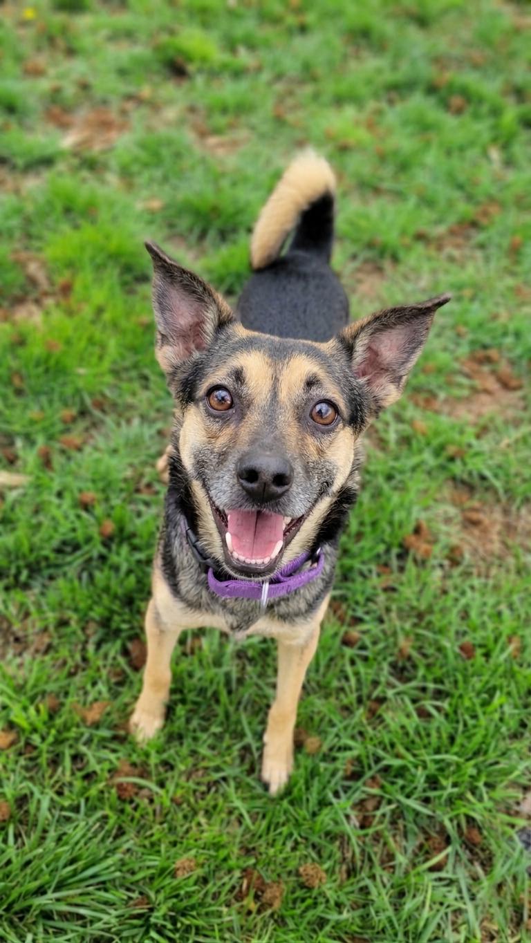Enlarge Sesame, a ADOPTABLE mixed breed in Temecula, CA image 2/5