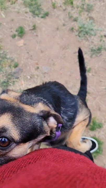 Enlarge Sesame, a ADOPTABLE mixed breed in Temecula, CA video 5/5