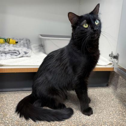 Enlarge Silky (Bashful Buddy), a Adoptable mixed breed in Wheaton, IL image 1/3